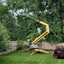 Best Tree Cabling and Bracing  in Glendale, WI