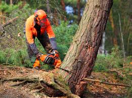 Best Tree Risk Assessment  in Glendale, WI