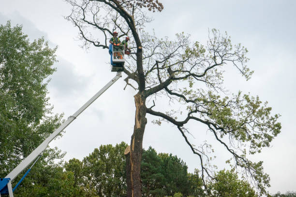 Best Tree Mulching  in Glendale, WI