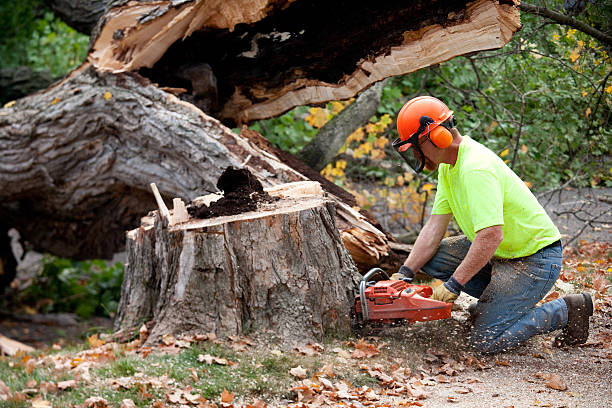 Best Lot and Land Clearing  in Glendale, WI